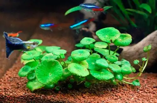 Щитолистник мутовчастий (Hydrocotyle verticillata)