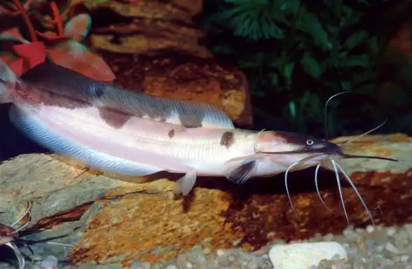 Кларіас мармуровий (Clarias angolensis)