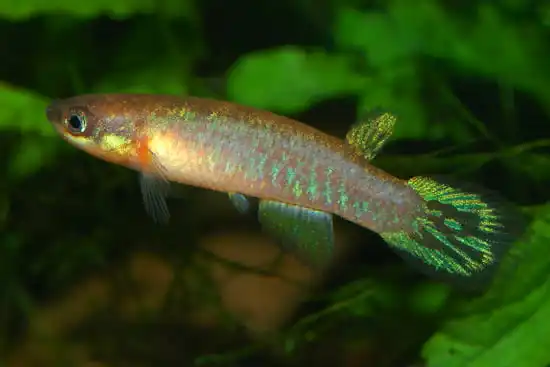 Ривулус люлінгу (Atlantirivulus luelingi)