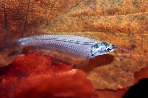 Скляний сомік (Kryptopterus vitreolus)