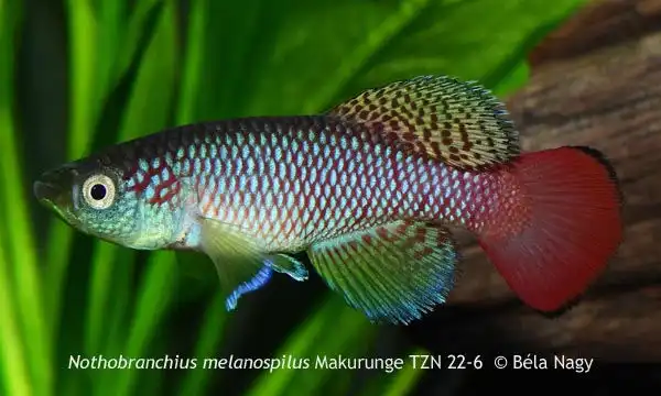 Нотобранхіус із чорними плямами (Nothobranchius melanospilus)