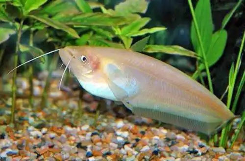 Двоплямистий омпок або Сомік омпок (Ompok bimaculatus)