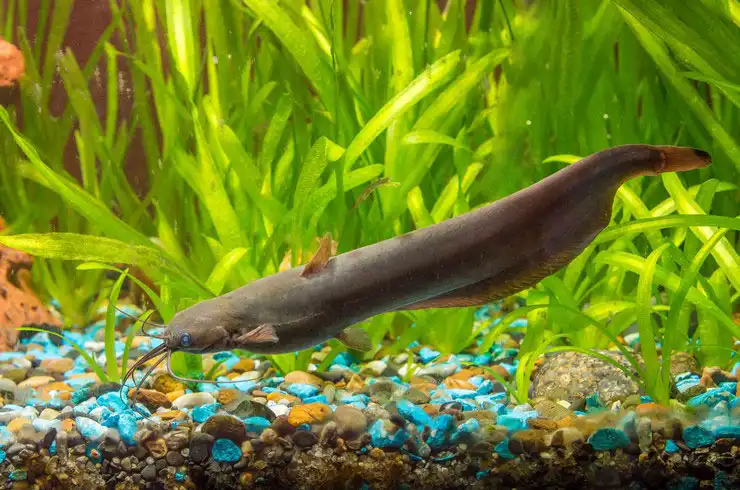 Мішкожаберний сом (Heteropneustes fossilis)