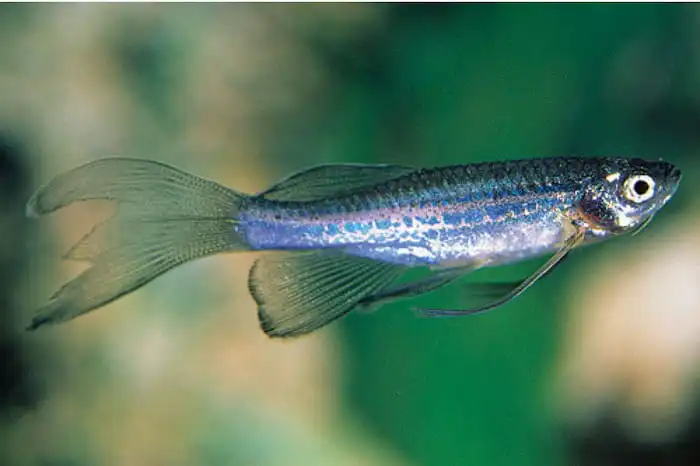 Синій Даніо (Danio rerio)