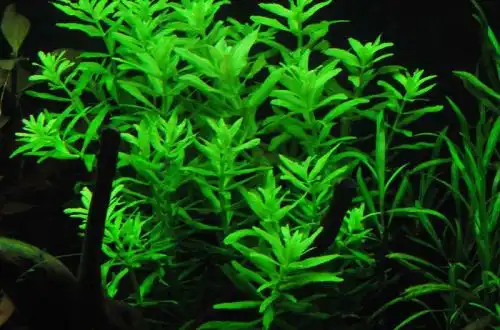Лімнофіла ароматна (Limnophila aromatica)