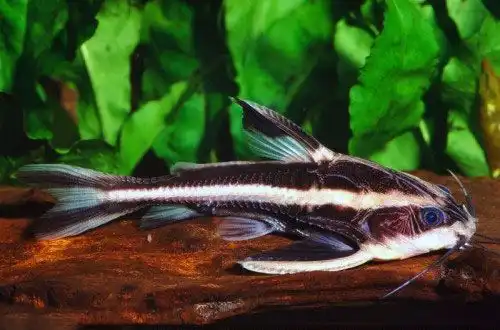 Платідорас (Platydoras armatulus)