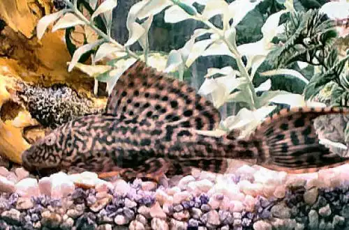 Плекостомус або Сом-прилипала (Hypostomus plecostomus)