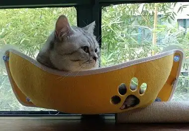 Американська короткошерста кішка