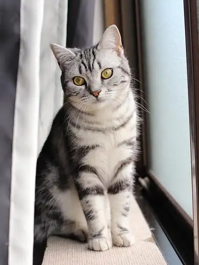 Американська короткошерста кішка