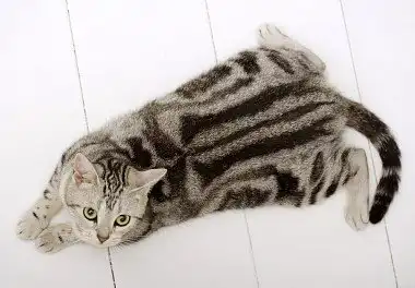 Американська короткошерста кішка