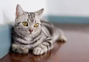 Американська короткошерста кішка