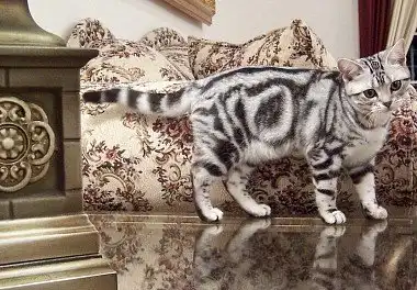Американська короткошерста кішка