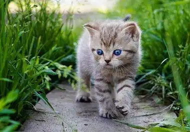 Американська короткошерста кішка