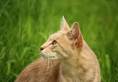 Аравійський мау