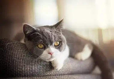 Британець забарвлення біколор