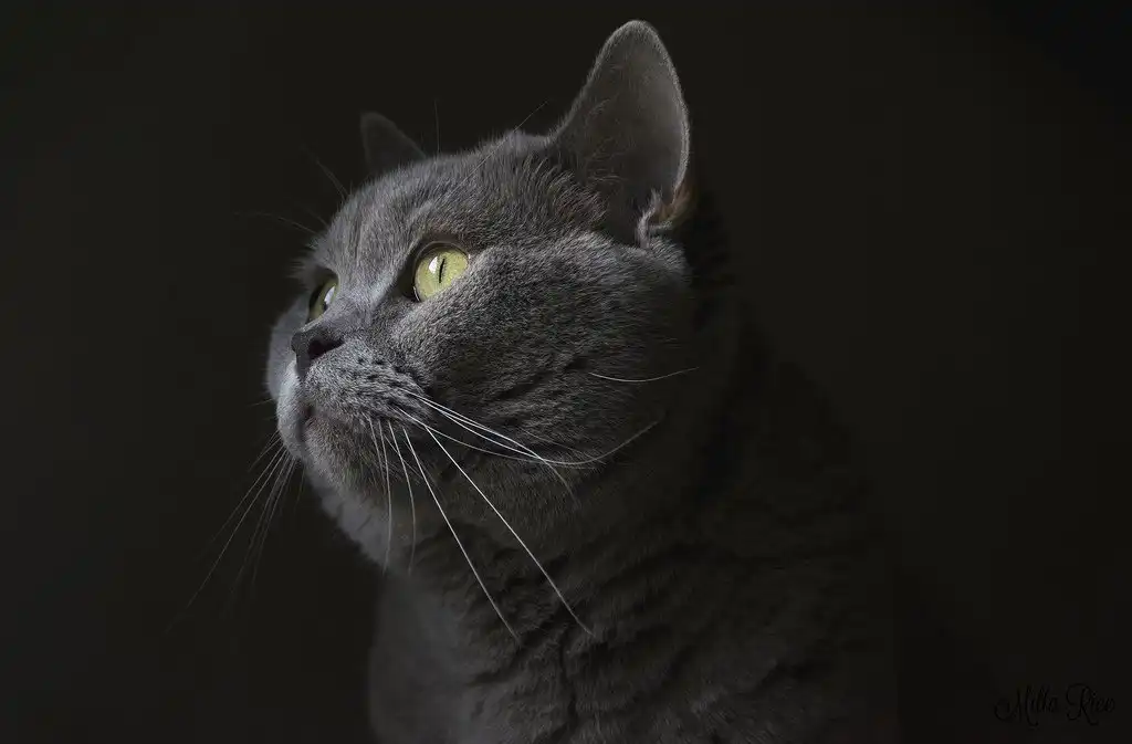 Мордочка британської кішки