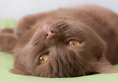 Британець забарвлення циннамон