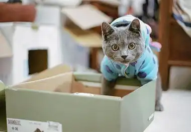 Британська короткошерста кішка