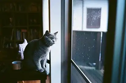 Спостереження за сусідами