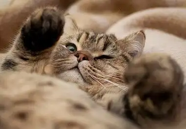 Британська короткошерста кішка