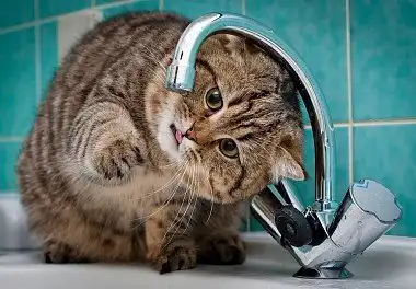 Британець забарвлення плямистий таббі