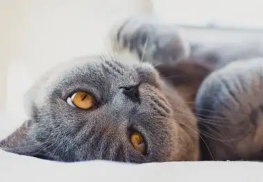 Британська короткошерста кішка