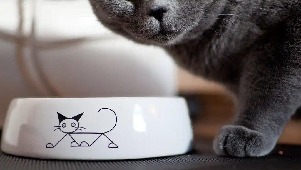 Британська короткошерста кішка