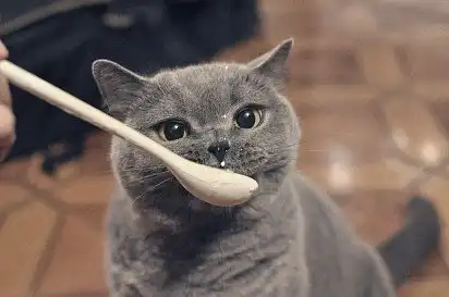 Час для йогурту