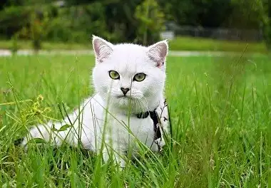 Білий британець