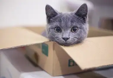 Британська короткошерста кішка