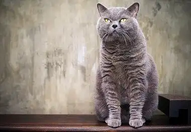 Британець блакитного забарвлення