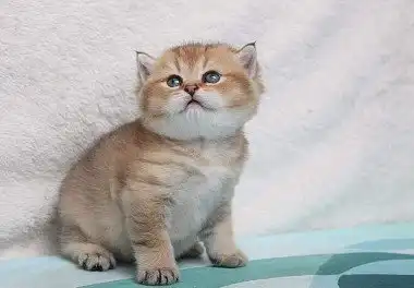 Британська короткошерста кішка