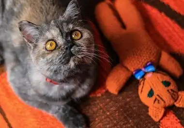 Британець черепахового забарвлення