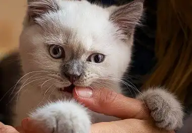 Британська короткошерста кішка