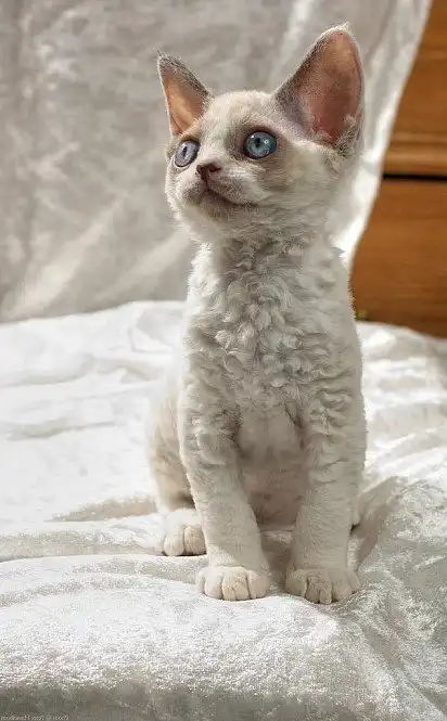 Кошеня девон-рекс