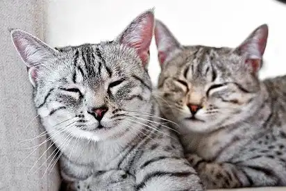 Котейки відпочивають