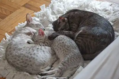 Сонне царство