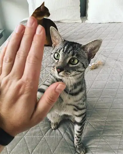 Дай п'ять!