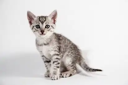 Кошеня єгипетської мау