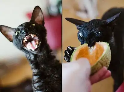 Дегустація дині