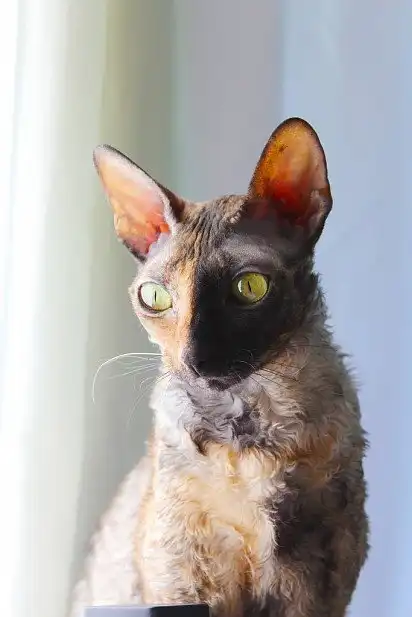 Дволикий корніш-рекс