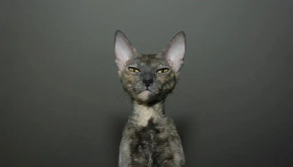 Морда корніш-рекса