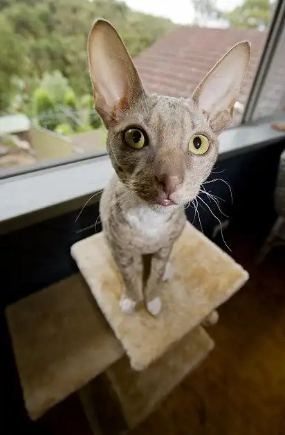 Ти щось хотів?