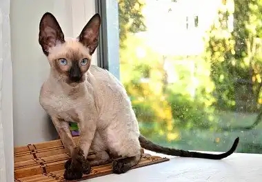 Корніш-рекс