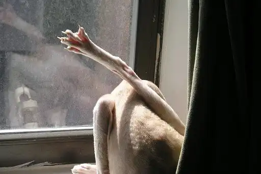 Корніш-рекс