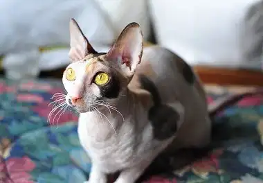 Корніш-рекс