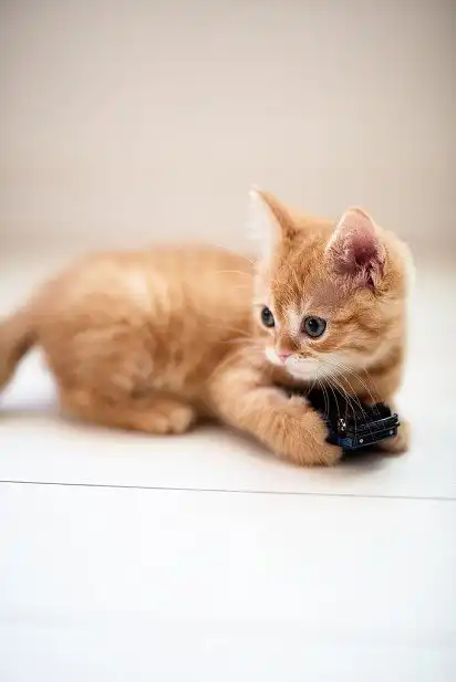 Руде кошеня манчкін