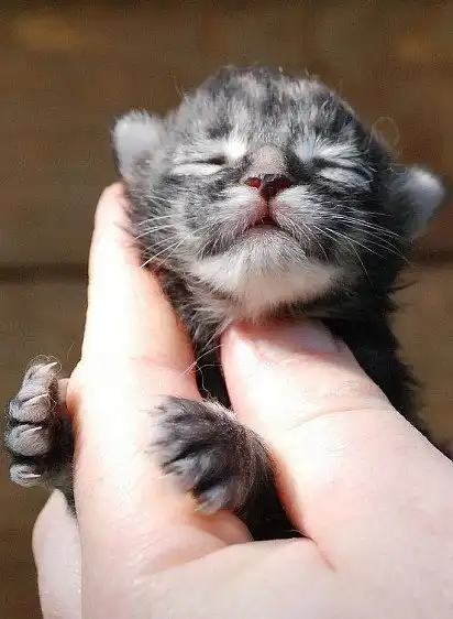 Новонароджене кошеня мейн-куна