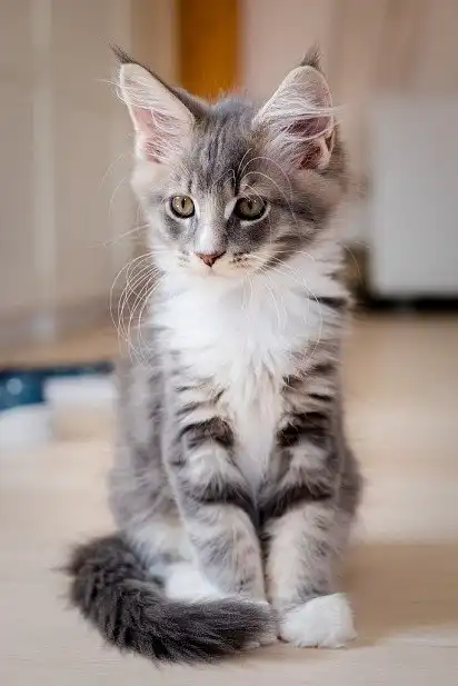 Кошеня мейн-куна