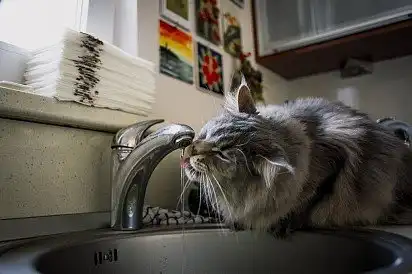 Мейн-кун п'є воду з-під крана